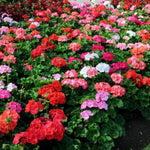 Geranium Zonal Bullseye Mixed Bedding Plants  2