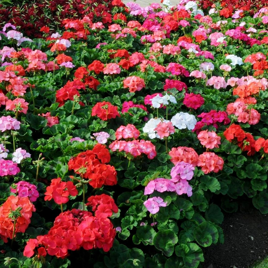 Geranium Zonal Bullseye Mixed Bedding Plants  2
