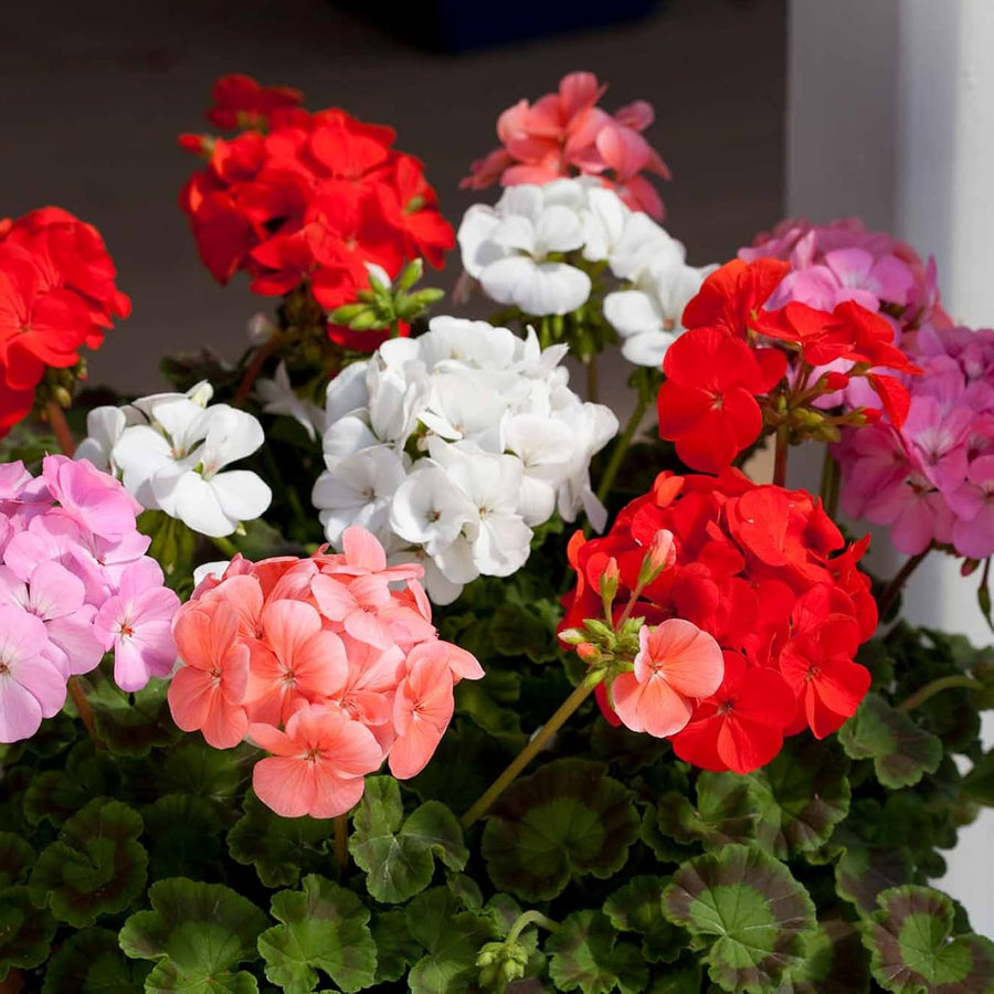 Geranium Zonal Bedding Plants  9