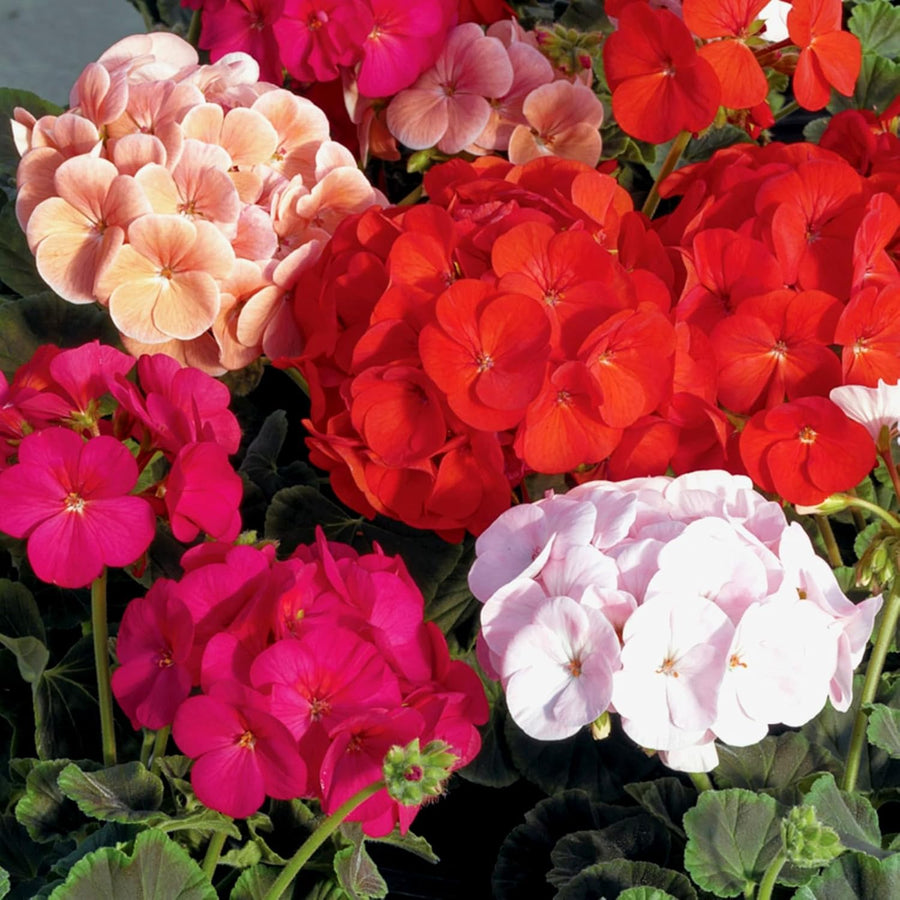 Geranium Zonal Bullseye Mixed Bedding Plants  4