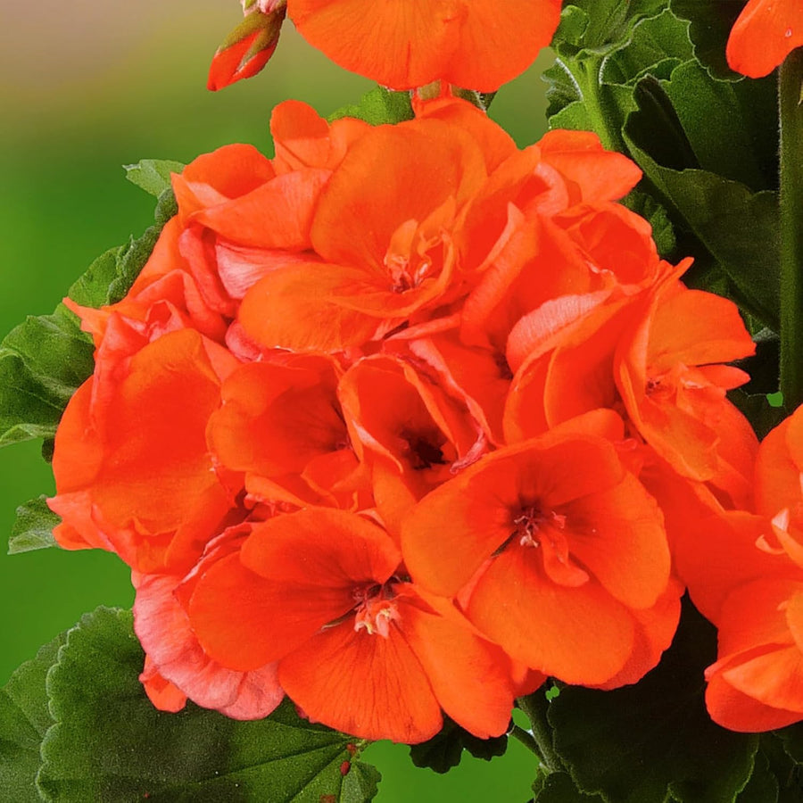 Geranium Zonal Orange Bedding Plants  4