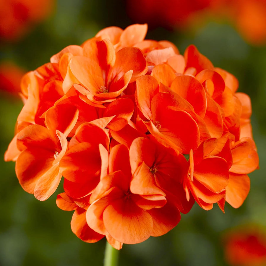 Geranium Zonal Bedding Plants  3