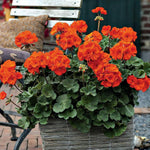 Geranium Zonal Bedding Plants  4