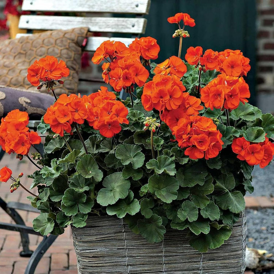 Geranium Zonal Bedding Plants  4
