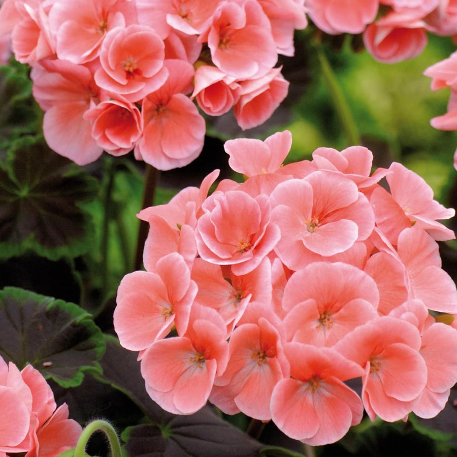 Geranium Zonal Salmon Bedding Plants  1