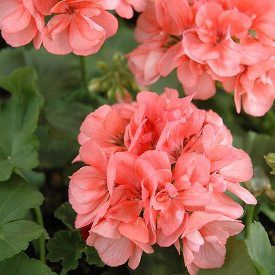 Geranium Zonal Salmon Bedding Plants  4