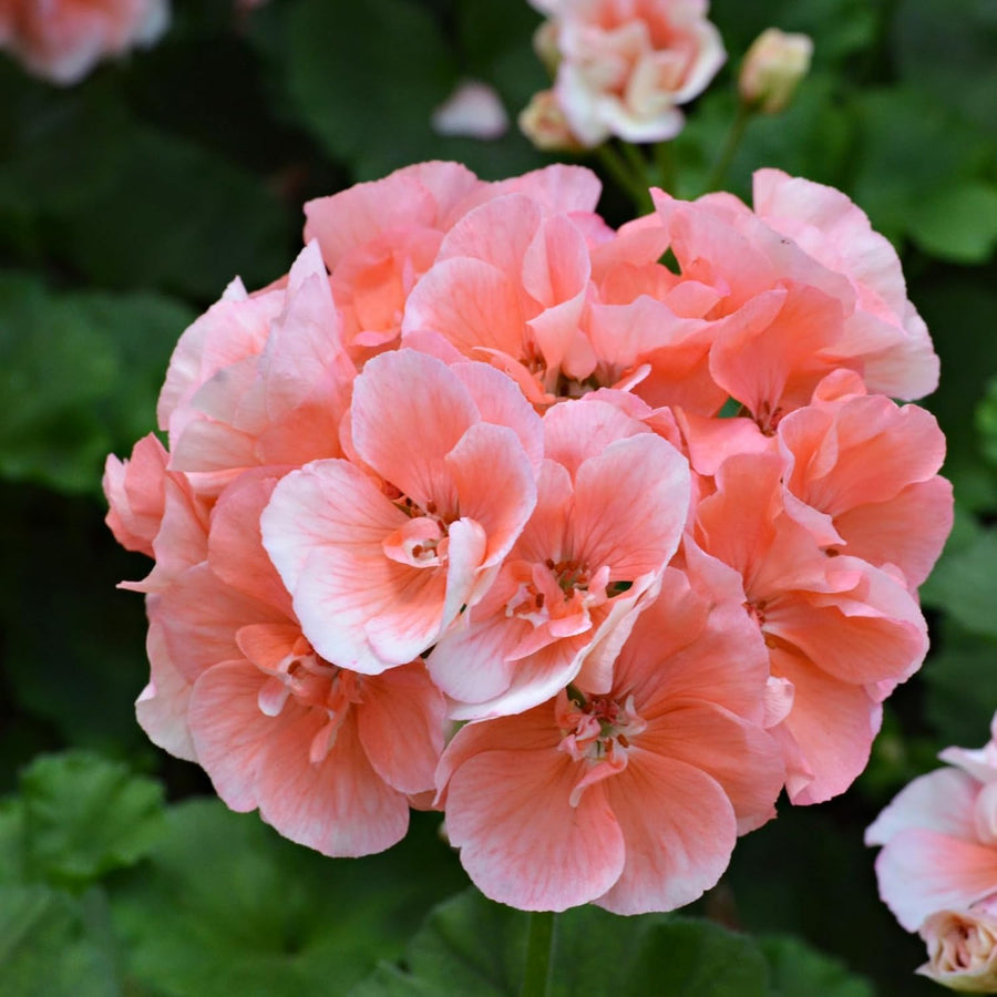 Geranium Zonal Bedding Plants  4