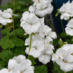 Geranium Zonal White Bedding Plants  4