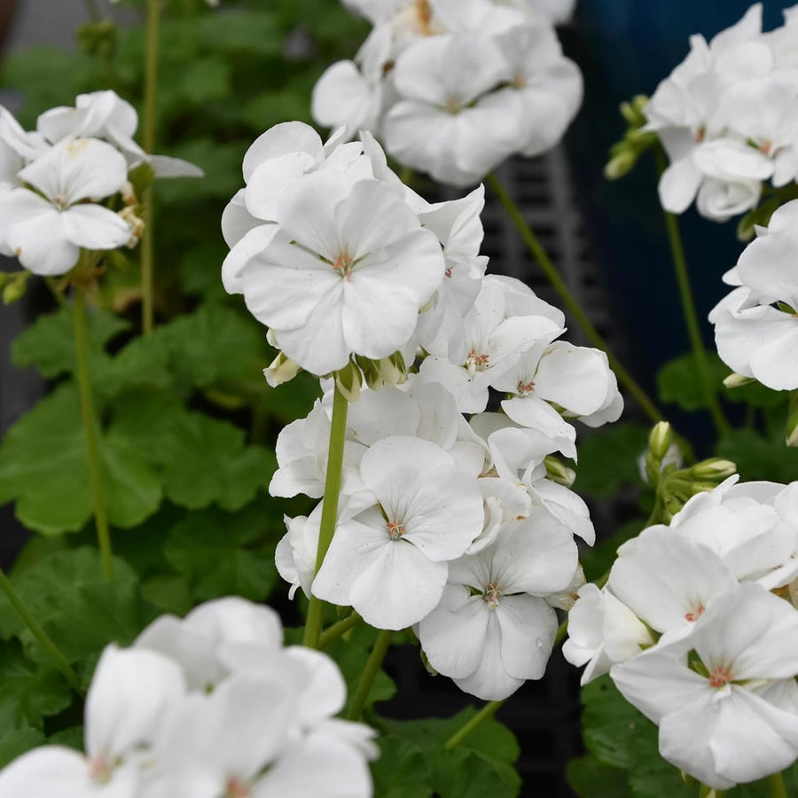 Geranium Zonal White Bedding Plants  4
