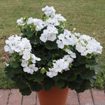 Geranium Zonal White Bedding Plants  3