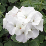 Geranium Zonal White Bedding Plants  1