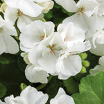 Geranium Zonal White Bedding Plants  2