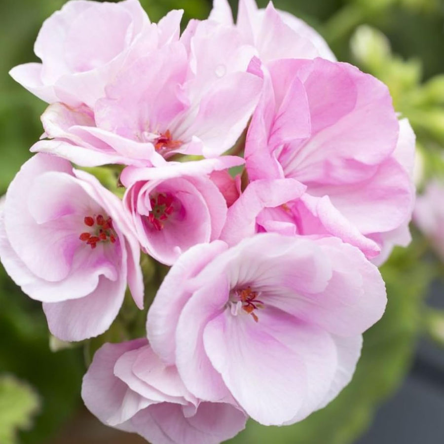 Geranium Baby Pink Plant  1