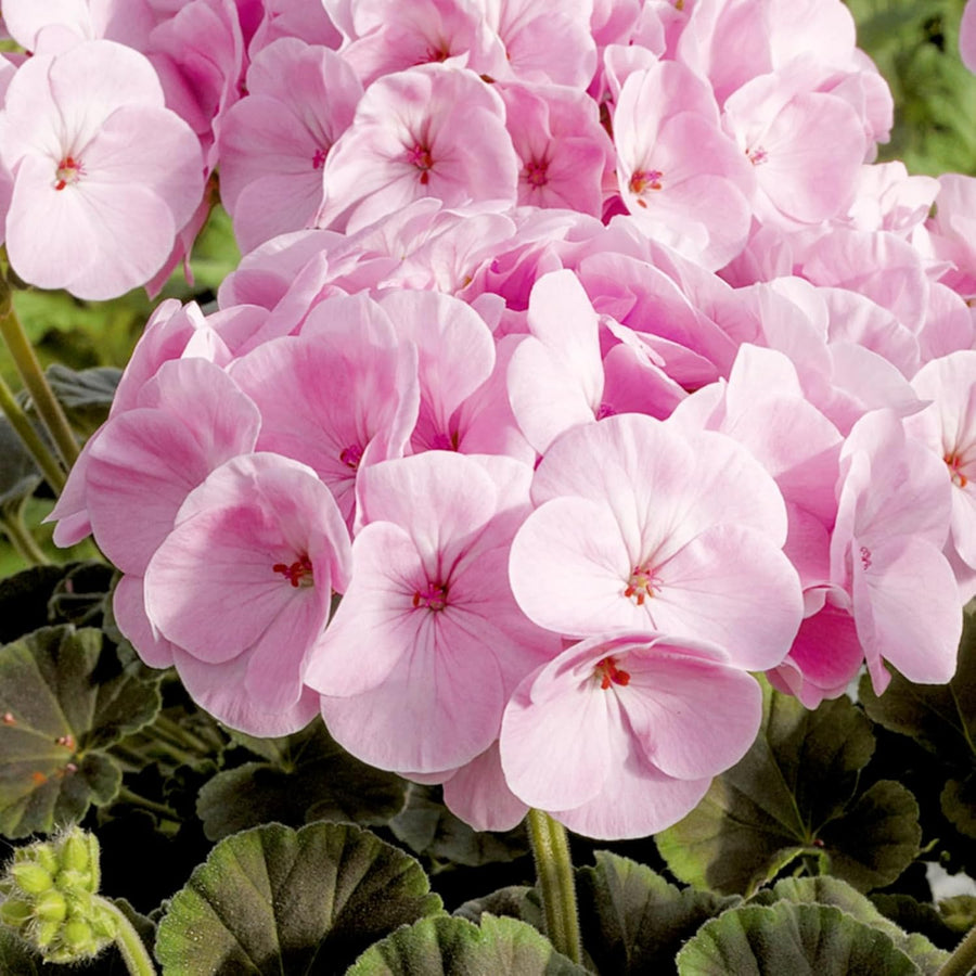 Geranium Baby Pink Plant  2