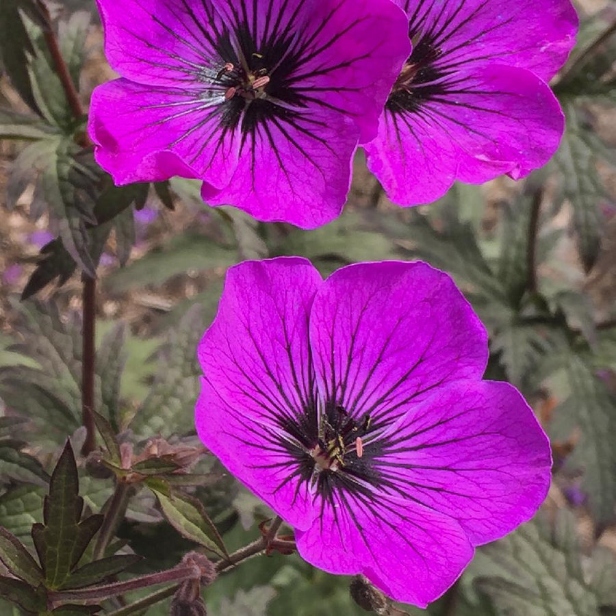 Hardy Geraniums 'Cranesbill' Plant Mix (2 Plants) Hardy Geraniums 'Cranesbill' Plant Mix (2 Plants) image4 1