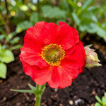 Geum Fiery Tempest Plant  1