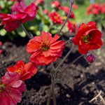 Geum Fiery Tempest Plant  2