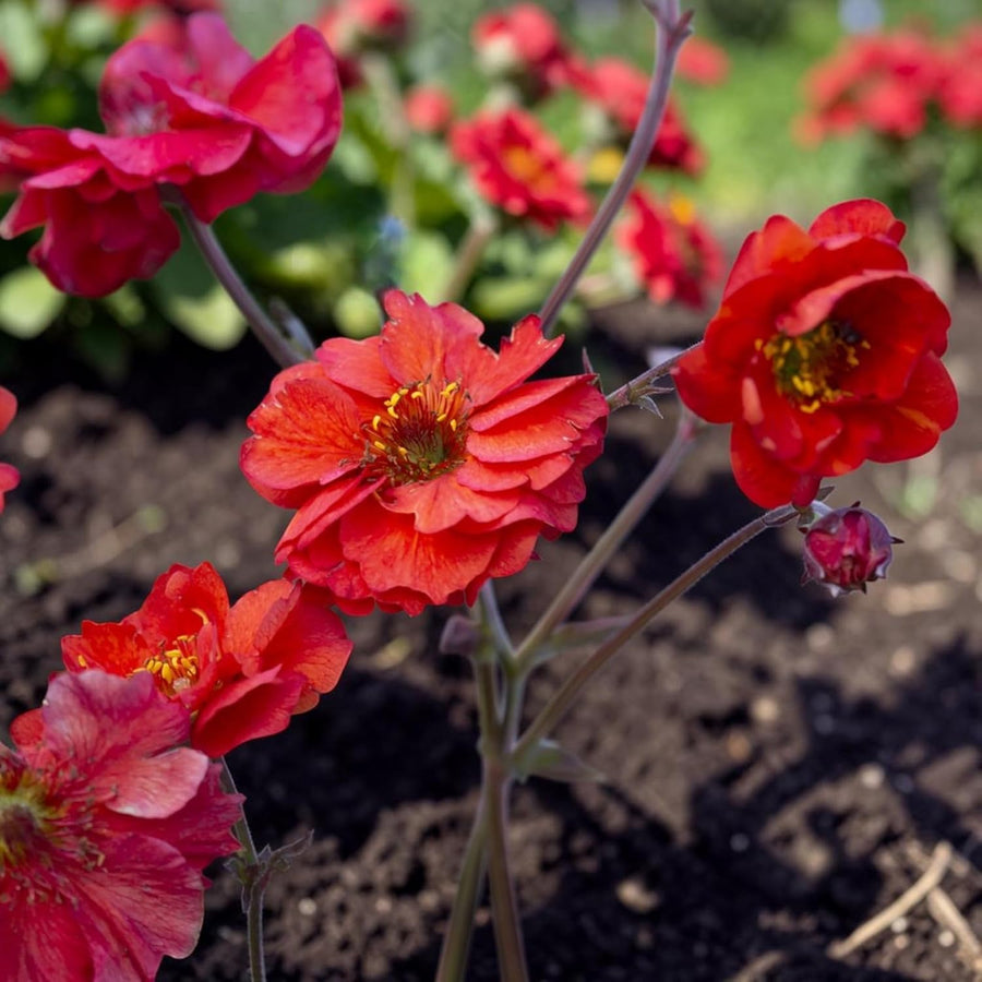 Geum Fiery Tempest Plant  2