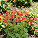 Geum Fiery Tempest Plant  3