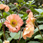 Geum Mai Tai Plant  2