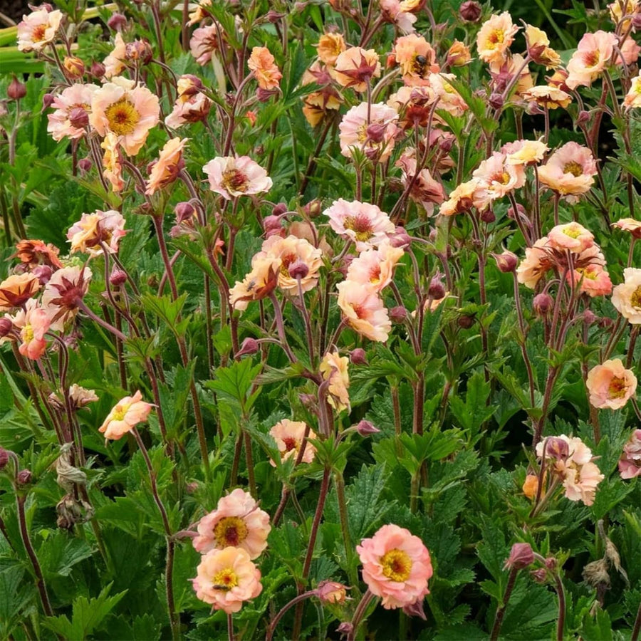 Geum Mai Tai Plant  3