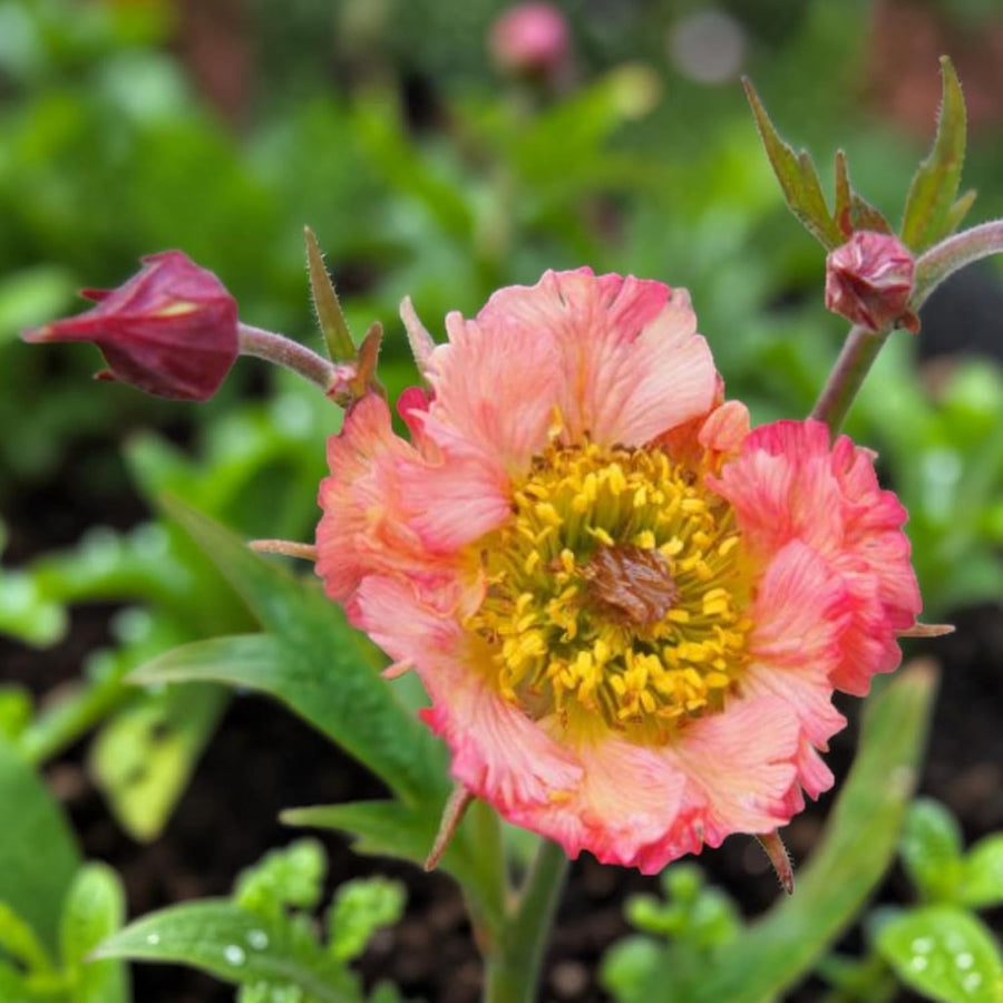 Geum Mai Tai Plant  1