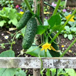 Gherkin Female Plant  1