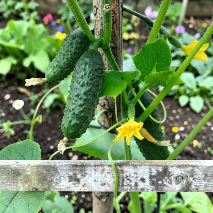 Gherkin Female Plant  1