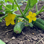 Gherkin Female Plant  2