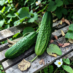 Gherkin Female Plant  3