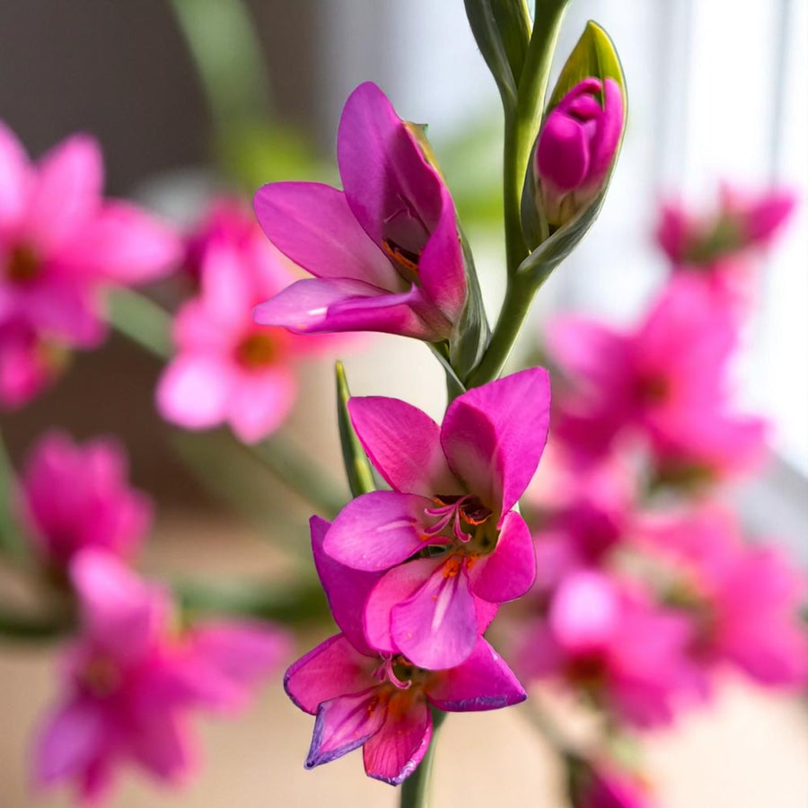 Gladioli Byzantinus Spring Bulbs Close-up of vibrant pink gladiolus flowers blooming in a lush garden setting. 2