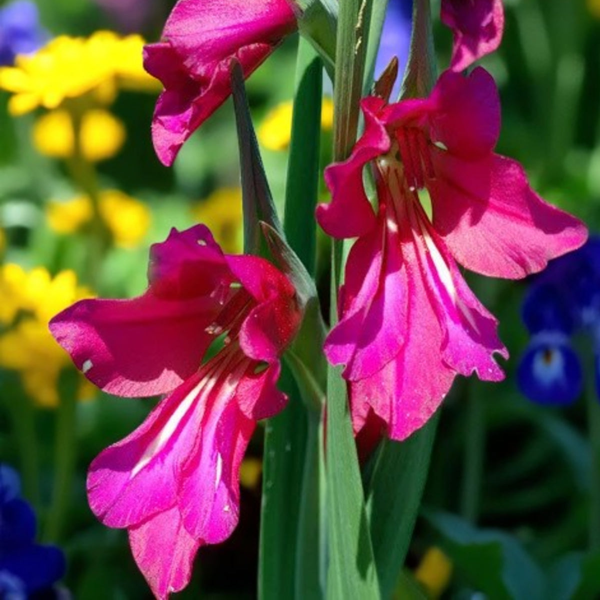 Gladioli Byzantinus Spring Bulbs Close-up of vibrant pink gladiolus flowers blooming in a lush garden setting. 1