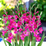 Gladioli Byzantinus Spring Bulbs Group of vibrant pink gladiolus flowers blooming in a lush garden setting. 3