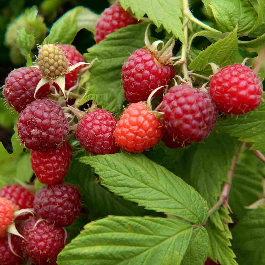 Raspberry Glen Ample  4