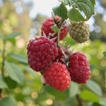 Raspberry Glen Ample  3