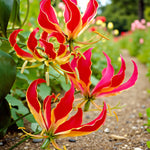 Gloriosa Rothschildiana Flame Lily Bulbs  3