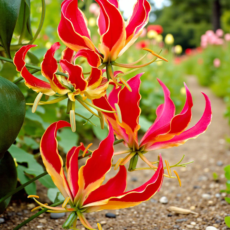 Gloriosa Rothschildiana Flame Lily Bulbs  3