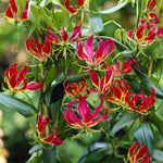Gloriosa Rothschildiana Flame Lily Bulbs  2