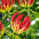 Gloriosa Rothschildiana Flame Lily Bulbs  1