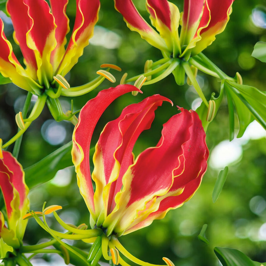 Gloriosa Rothschildiana Flame Lily Bulbs  1