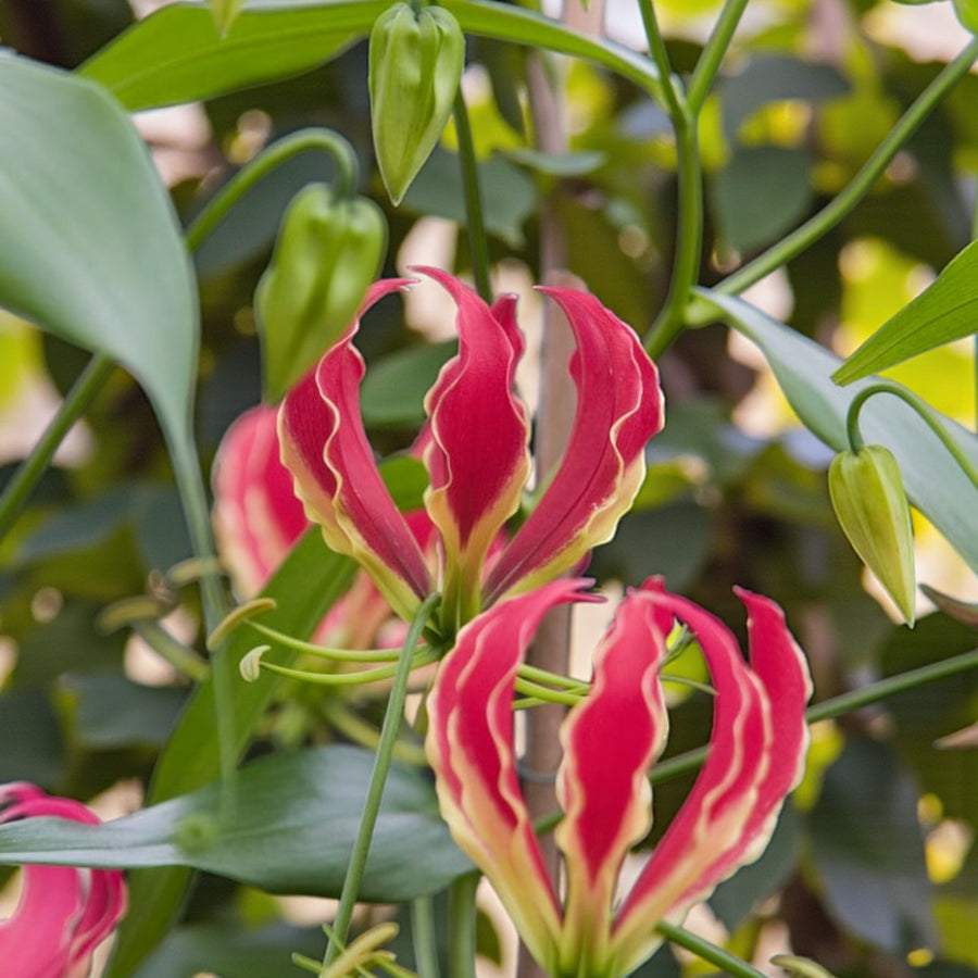 Gloriosa Rothschildiana Flame Lily Bulbs  4