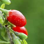 Goji Berry Plant  2