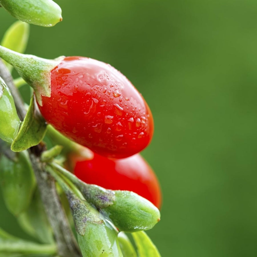 Goji Berry Plant  2