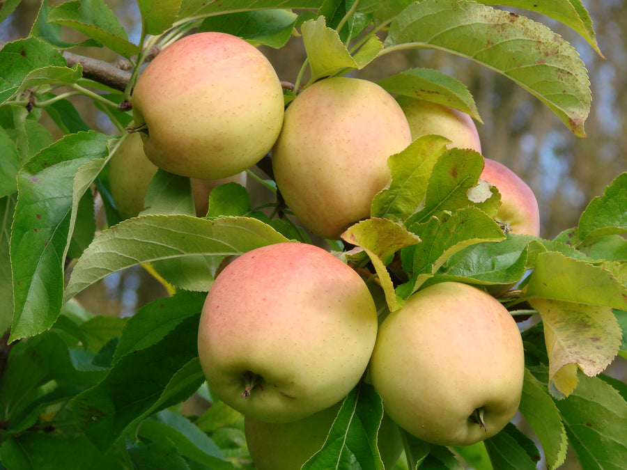 Apple Tree Golden Delicious 1.4m in Height Apple Tree "Golden Delicious" - 1.4m in Height image1 1