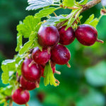 Gooseberry Mix  2