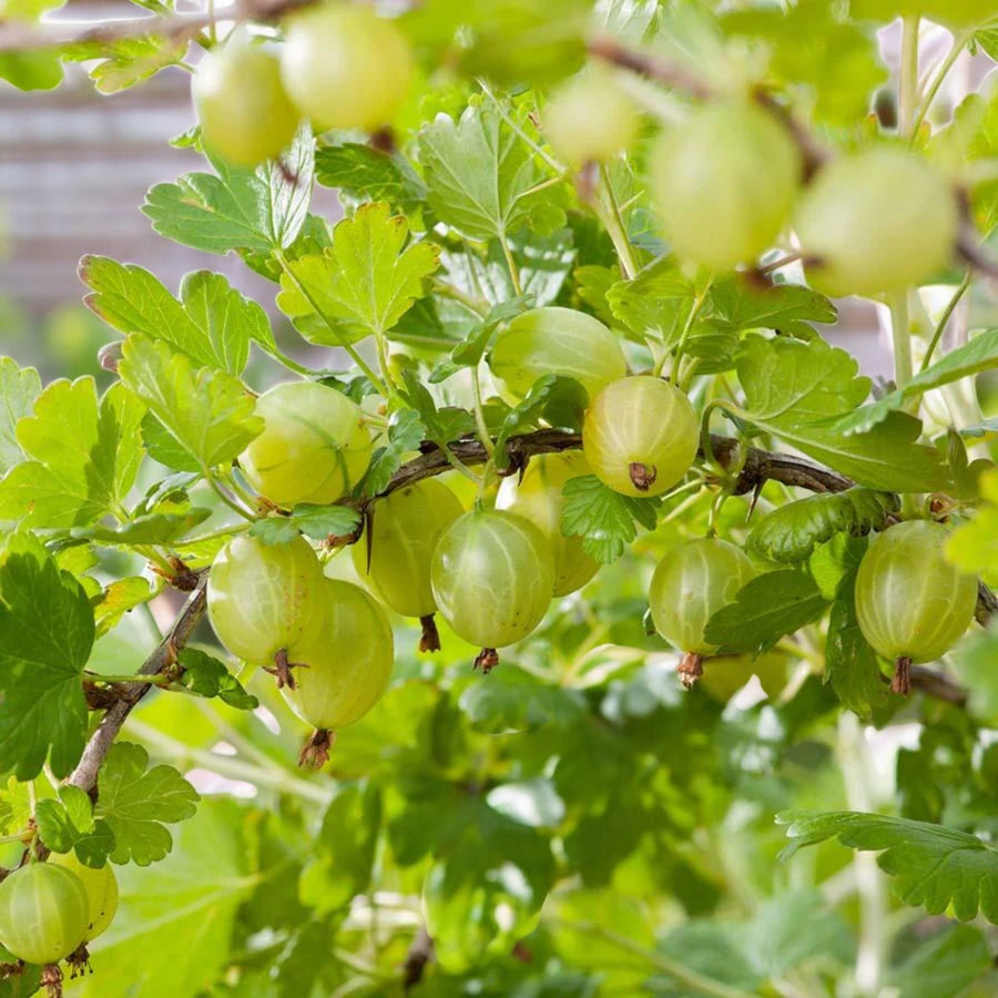 Gooseberry  4