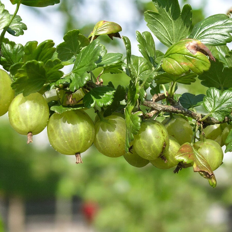 Gooseberry  2