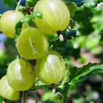 Gooseberry Hinnonmaki Green  1