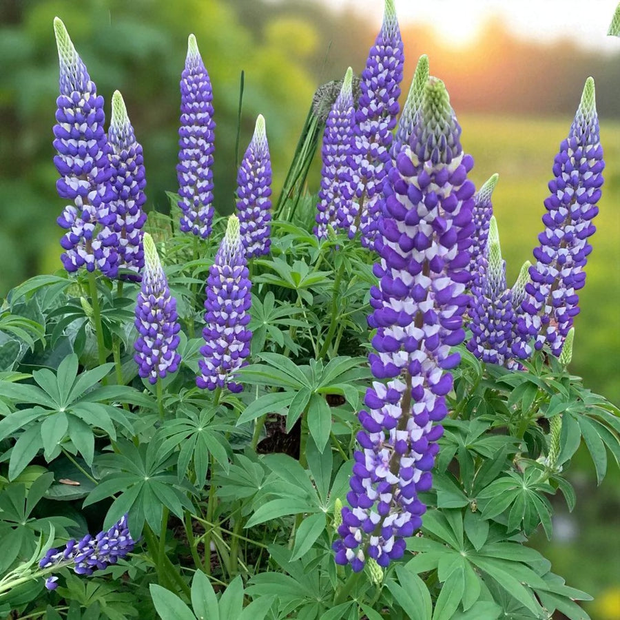 Lupinus The Governor Bare Root  1