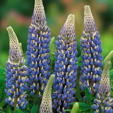 Lupinus The Governor Bare Root  2